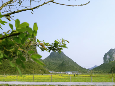 桂林油菜花